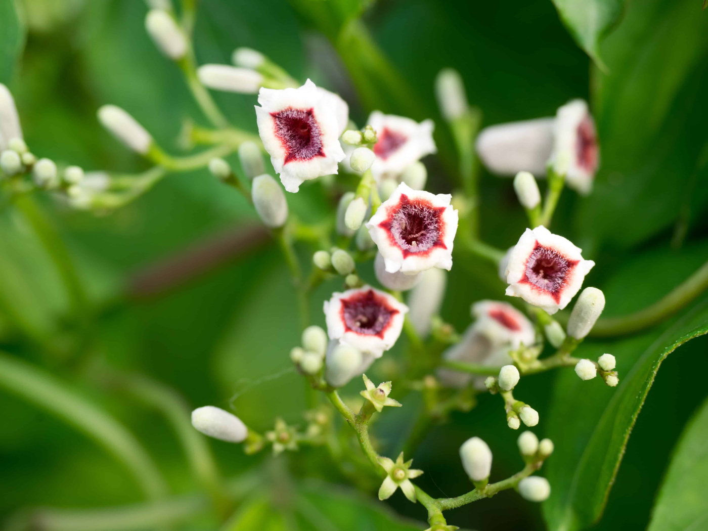 เพิ่มสมรรถภาพทางเพศให้ฟิตปั๋ง ด้วย ตดหมูตดหมา