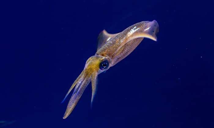 ปลาหมึกมีความฉลาดเท่าสุนัข รู้หรือไม่