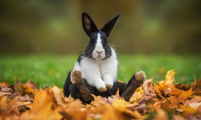 ไข้กระต่าย (Tularemia) อีกหนึ่งโรคติดต่อ ที่คนรักกระต่าย ต้องรู้