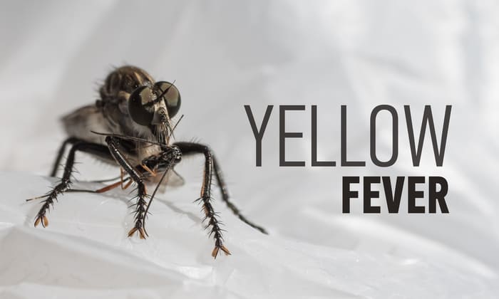 ไข้เหลือง ภัยเงียบจากยุงตัวร้าย เสี่ยงอันตรายถึงชีวิต