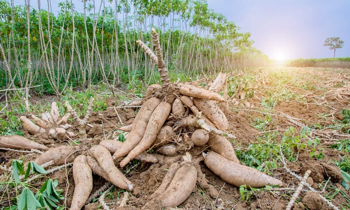 มันสำปะหลัง พืชไร่เศรษฐกิจ โภชนาการสูงดีต่อร่างกาย