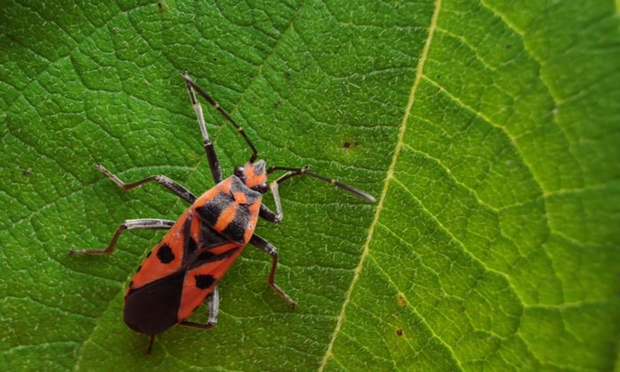 กลัวแมลง สัตว์ตัวเล็ก..แต่มีผลกระทบต่อใจ ทำอย่างไรถึงจะเลิกกลัว