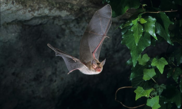 รู้ก่อน หายก่อนกับ โรคฮิสโตพลาสโมซิส โรคปอดอีกชนิด จากค้างคาว