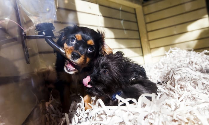 กรมอนามัยชี้แนะ สถานรับฝากเลี้ยงสัตว์ ควรปฏิบัติตามคำแนะนำอย่างเคร่งครัด เพื่อป้องกัน โควิด-19