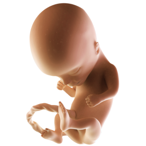 Infant