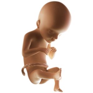 Infant
