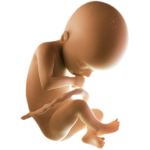 Infant