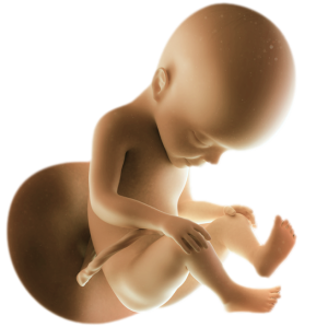 Infant