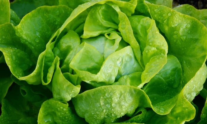 ผักกาดหอมบัตเตอร์เฮด ผักสลัดที่อุดมด้วยคุณค่าทางโภชนาการ