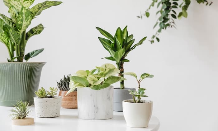 ต้นไม้ที่ไม่ควรปลูกในบ้าน เป็นอันตรายกับเด็ก ที่คุณพ่อคุณแม่ควรรู้