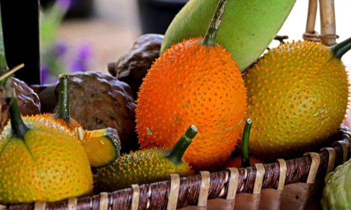 ฟักข้าว สุดยอดแห่งพืชผักสมุนไพรพื้นบ้าน กินแล้วดีมีประโยชน์