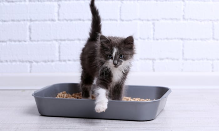 โรคขี้แมวขึ้นสมอง อีกหนึ่งโรคร้ายที่สาวกทาสแมวควรระวัง