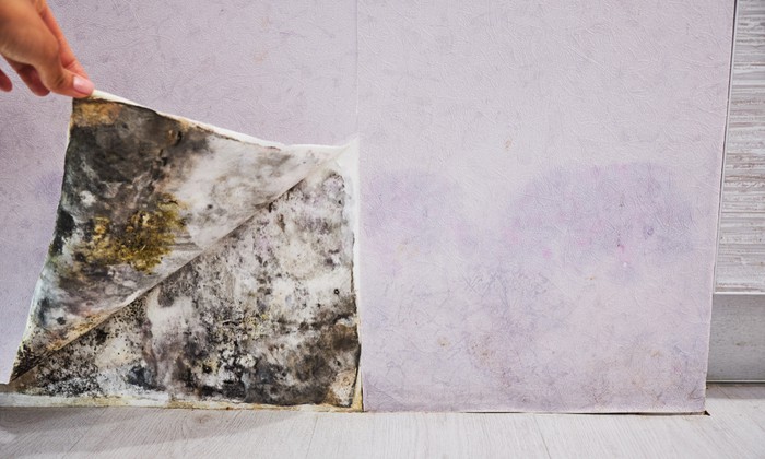 เชื้อราสีดำ ภัยจากสิ่งรอบข้าง ที่ควรหลีกเลี่ยง ก่อนเกิดโรคภูมิแพ้