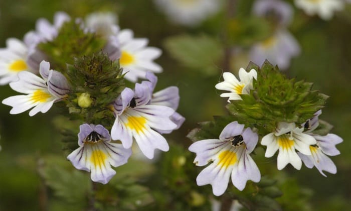 อายไบรท์ (Eyebright)