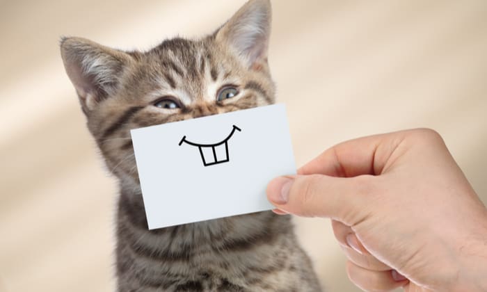 เลี้ยงแมว ไม่ได้มีดีแค่สร้างความเพลิดเพลิน แต่ยังมีข้อดีต่อสุขภาพด้วยนะ