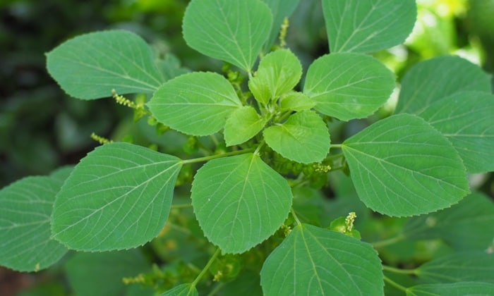 ตำแยแมว (Acalypha indica)