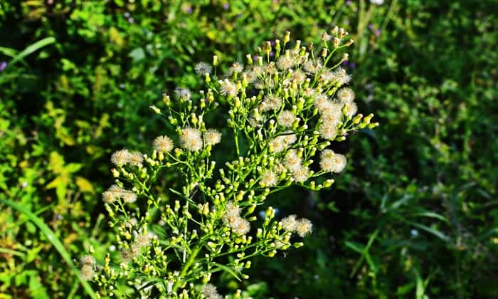 แคนาเดียน ฟลีเบน (Canadian Fleabane)