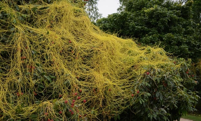 ฝอยทอง (Dodder)