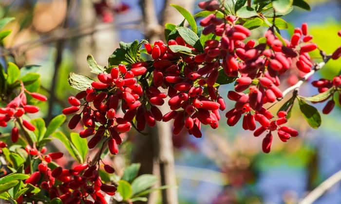 ยูโรเปียน บาร์เบอร์รี (European Barberry)