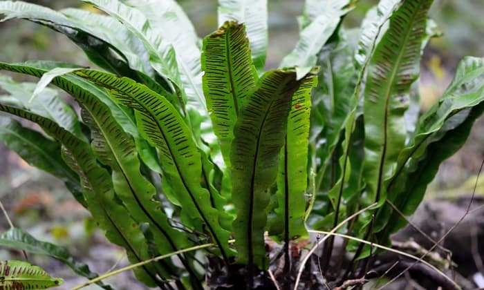 เฟิร์นลิ้นกวาง (Hart's-Tongue Fern)