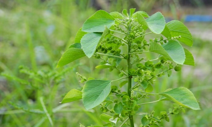 ต้นตำแยแมว กับประโยชน์เชิงสมุนไพร