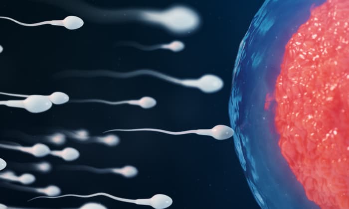 นักวิจัยเผย! ข้อเท็จจริง การว่ายน้ำของอสุจิ ที่ถูกเข้าใจผิดมาตลอดเป็นเวลา 350 ปี