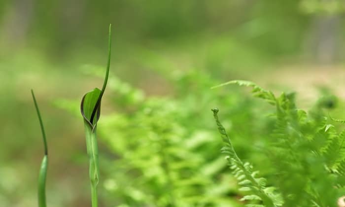 โหราข้าวโพด (Pinellia Ternata)