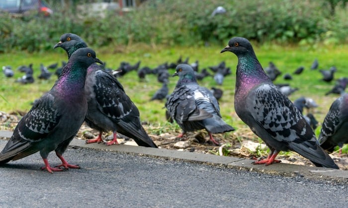 ไข้นกแก้ว อาการป่วยคล้ายไข้หวัด แต่มีพาหะเป็นสัตว์ปีก