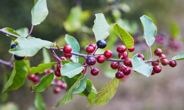 แฟรงกูล่า (Alder Buckthorn)
