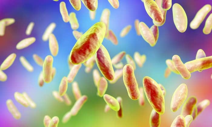 ระวัง! เชื้อบรูเซลลา แบคทีเรียตัวใหม่ที่รั่วไหล จากห้องปฏิบัติการในจีน