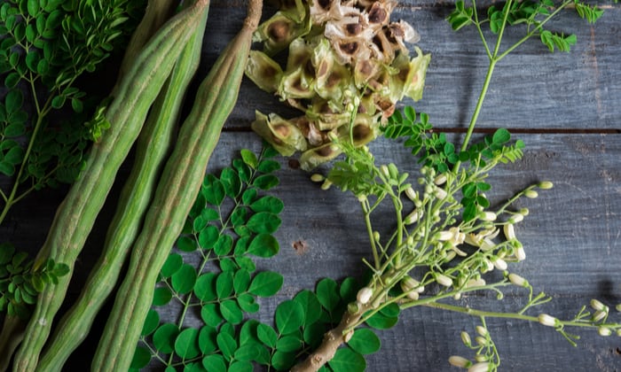 มะรุม พืชสมุนไพรไทยใกล้ตัวกับประโยชน์ต่อสุขภาพ