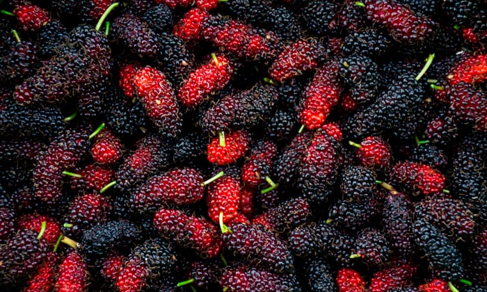 ลูกหม่อน หรือ มัลเบอร์รี่ (Mulberry) เบอร์รี่จิ๋วแต่คุณประโยชน์สุดแจ๋ว