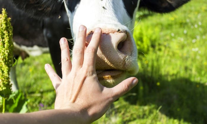 โรคบรูเซลโลซิส โรคจากแบคทีเรียใหม่ในสัตว์ ที่อาจแพร่สู่คนได้จากการสัมผัส