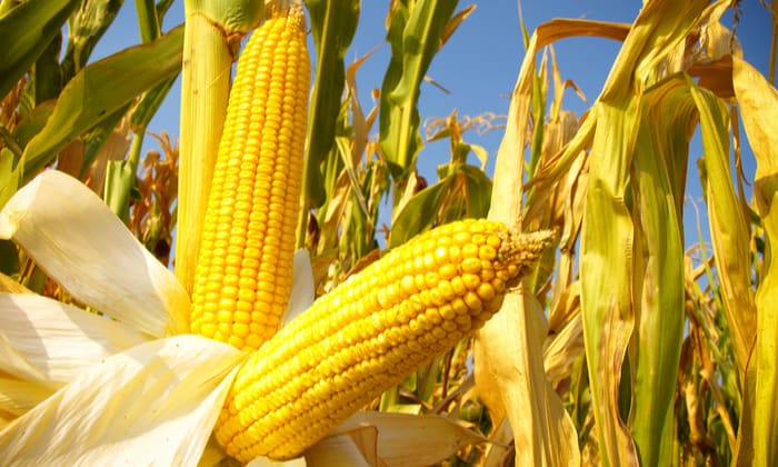 ภูมิแพ้ข้าวโพด อาการแพ้อาหาร อาจส่งผลเสียต่อร่างกายได้มากกว่าที่คุณคิด