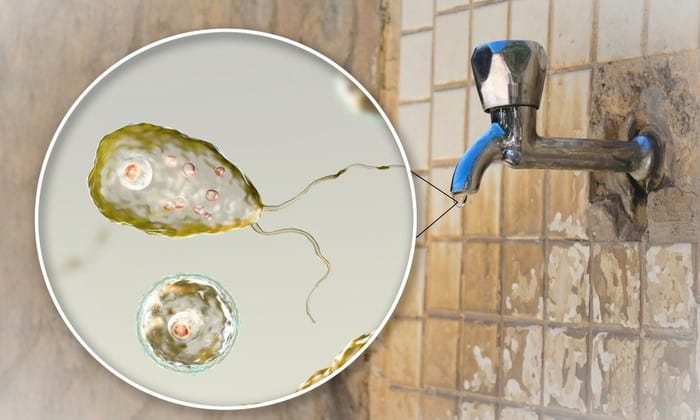 อะมีบากินสมอง เชื้ออันตรายที่กำลังระบาดในเท็กซัส ปะปนอยู่ในน้ำประปา!