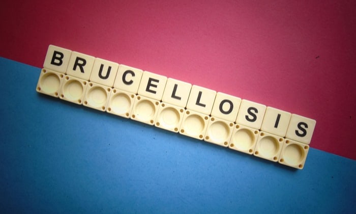 บรูเซลโลซิส (Brucellosis)