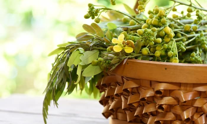 ขี้เหล็ก ข้อมูลโภชนาการ ประโยชน์ และข้อควรระวัง