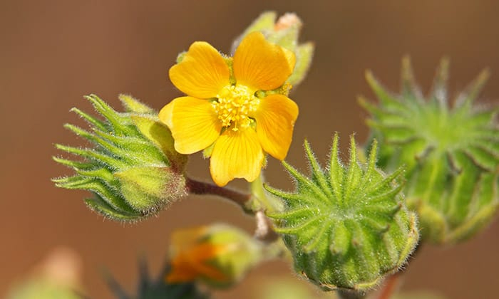 มะก่องข้าว สมุนไพรพื้นบ้านมากคุณประโยชน์