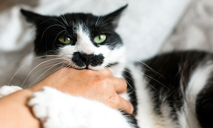 แมวกัด แมวข่วน ควรปฐมพยาบาลเบื้องต้นอย่างไร