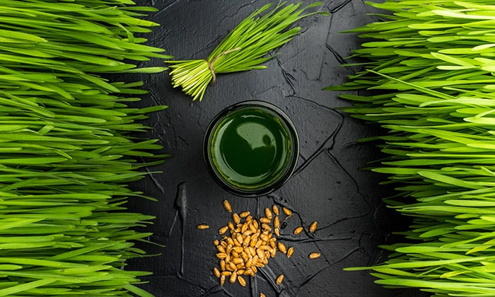 ไม่ใช่แมวก็กินได้! วีทกราส (Wheatgrass) กับประโยชน์สุขภาพที่คุณควรรู้