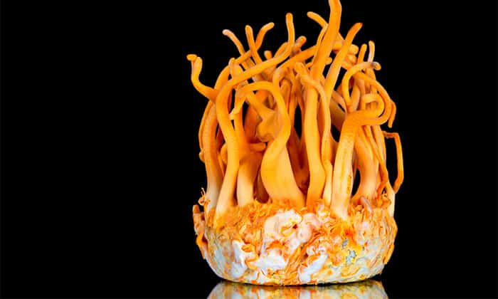 ถังเช่า (Cordyceps)