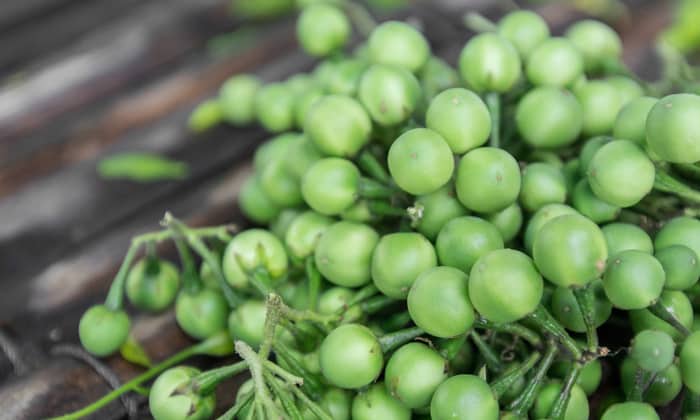 มะเขือพวง ผักพื้นบ้าน แต่ประโยชน์บานตะไท