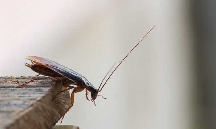 ภูมิแพ้แมลงสาบ (Cockroach Allergy)