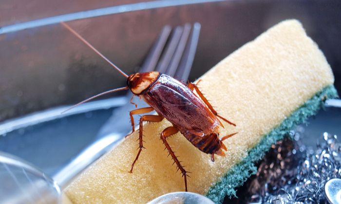 โรคภูมิแพ้แมลงสาบ อันตรายใกล้ตัวจากแมลง ที่คุณควรระวัง