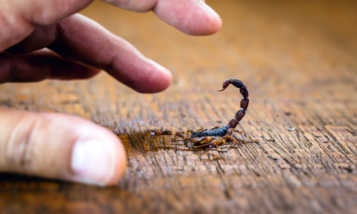 เรื่องที่ควรรู้ เมื่อคุณ ถูกแมงป่องต่อย