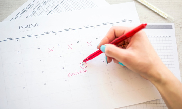 วันไข่ตก นับอย่างไรให้เพิ่มโอกาสการตั้งครรภ์