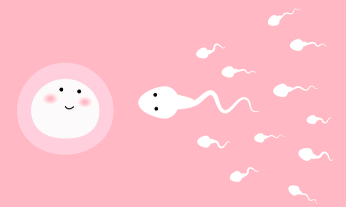 การปฏิสนธิ คืออะไร และมีขั้นตอนอย่างไร