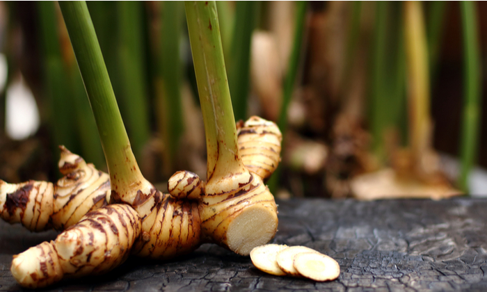 ข่า ประโยชน์ และข้อควรระวังในการบริโภค