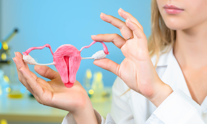 มดลูก มีโครงสร้างและหน้าที่อย่างไร