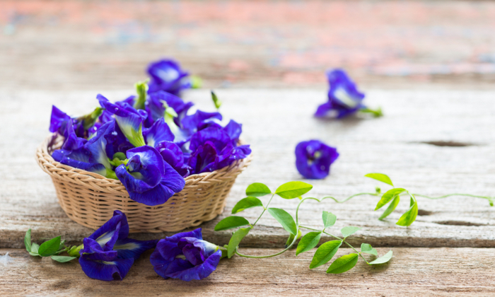 ดอกอัญชัน ประโยชน์ และข้อควระวังในการบริโภค